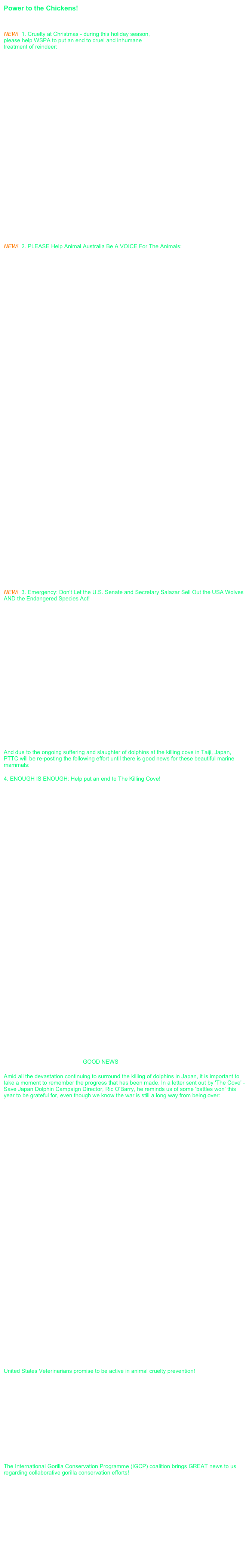 Power to the Chickens!
Here are some quick ways you can help animals:

NEW!  1. Cruelty at Christmas - during this holiday season, 
please help WSPA to put an end to cruel and inhumane 
treatment of reindeer:

Recent World Society for the Protection of Animals (WSPA) 
video footage clearly shows the suffering inflicted on massive 
herds of reindeer as they are rounded up, transported and 
slaughtered for their meat in Sweden and Finland. Visuals from the investigators’ report show in distressing detail the extreme suffering experienced by reindeer at every stage of the largely commercial process. Despite both Sweden and Finland's’ Animal Welfare Acts as well as the Växjö Declaration which states the Nordic Council of Ministers’ support for the belief that animals are sentient beings with their own intrinsic value and that they should be respected as such, the footage obtained by WSPA shows how the reindeer suffer horrific levels of fear, pain, acts of cruelty and are forced through a process that prohibits their natural behavior in many ways. Opinions of whether abattoirs should exist at all aside for a moment, we must stop the suffering of these beautiful creatures in this heinously broken system, and demand that Finland and Sweden adhere to their OWN laws. For more information, please visit: 
http://www.wspa-international.org/latestnews/2010/christmas-cruelty-reindeer-mistreatment.aspx

Whether you choose to watch the video footage showing the horrific cruelty or not, you can still take action to help end the suffering of these reindeer. Write to the Nordic Council of Ministers and call on them to uphold the Växjö Declaration and both Sweden and Finland's’ Animal Welfare Acts (a link is provided on the WSPA webpage referenced above for better Declaration understanding). A pre-written letter is provided and simply requires your name to be attached to the effort: 
http://e-activist.com/ea-campaign/clientcampaign.do?ea.client.id=24&ea.campaign.id=8670&ea.param.extras=Organization:WSPAINT&ea.param.extras=Source:website

Also take a quick second to sign thepetitionsite.com petition as supported by the WSPA:
http://www.thepetitionsite.com/takeaction/116/923/742/


NEW!  2. PLEASE Help Animal Australia Be A VOICE For The Animals:

The findings of Animals Australia's seventh Middle East investigation into ongoing cruelty in the live export industry were aired on ABC's 7/30 Report, bringing the stories suffered by Australian animals half a world away to the eyes of Australians and the world. 

Kuwait is an oil rich nation situated on the Arabian Gulf. It is also the major destination for Australian sheep in the Middle East. Some 22 million Australian sheep have been exported to Kuwait over the past 20 years. In early 2004 and again in 2006 Animals Australia investigators visited Kuwait and brought the brutal treatment of sheep and cattle in Kuwait at the Shuwaikh abattoir and the Al Rai livestock market to the attention of the Federal government and live export industry.

Australia has exported over 23,000 dairy cattle and 17,000 beef cattle to Kuwait since 2003. Last month Animals Australia's Lyn White returned to Kuwait for the Festival of Sacrifice and visited once again the Kuwaiti livestock market and abattoir that had presented such grave animal welfare concerns in the past.

"The streets of the Al Rai market on the morning of the Eid turned into a mass slaughter area for animals. Australian sheep were being purchased, bound with wire and shoved into car boots whilst others were being dragged terrified on their stomachs towards filthy slaughter areas on the side of roads where they waited amongst the dead and dying to have their throats cut. Within 30 minutes of the slaughter starting the streets were running with blood.

"The treatment of two young dairy bulls was so horrendous that it was almost soul destroying to witness. One was killed on the side of the road, and the other in a carpentry workshop. Both were brutally forced to the ground where they struggled, terrified as they were trussed with rope over a period of many minutes until tightly bound, they had their throats cut by inexperienced slaughterers resulting in long, painful deaths.

For the entire devastating story, please read (warning: video footage is graphic, but should you choose to not click on/witness the videos, photos are this webpage are mildly graphic) :
http://www.animalsaustralia.org/investigations/live-export-investigation-2010.php

What You Can Do - Be A VOICE For The Animals
Now that the ABC 7.30 Report has alerted the Australian public to the horrific cruelty that Australia's live export industry is responsible for, Australia's Government is under intense pressure to respond. Australia now has a new Agriculture minister who is willing to meet with and listen to animal welfare advocates about the inherent problems of live animal export. Please help spare millions of animals from suffering by sending a short, polite message to encourage Minister Ludwig to ban the cruel live export trade:

Senator Joe Ludwig
Minister for Agriculture, Fisheries and Forestry
Parliament House, Canberra ACT 2600
Tel: (02) 6277 7200
E-mail: senator.ludwig@aph.gov.au

Please also send the same brief and respectful message to the Australian Prime Minister via email:
http://www.pm.gov.au/PM_Connect/contact_your_pm_form


NEW!  3. Emergency: Don't Let the U.S. Senate and Secretary Salazar Sell Out the USA Wolves AND the Endangered Species Act!

Recent reports suggest that President Obama's Interior Secretary, Ken Salazar, is prepared to agree to, and is actively promoting, legislative language that would eliminate Endangered Species Act (ESA) protections for all gray wolves in the Northern Rockies, including those in Montana, Idaho, Wyoming and portions of Washington, Oregon and Utah. Not only would wolves lose protections, they would also be put beyond the reach of the ESA forever unless the Secretary, at his sole discretion, chooses to restore them to the list of threatened or endangered species. Even worse, under the language, there would be no ability for the American public to petition for these protections in the future... regardless of how egregious state wolf management plans become.

The proposal is arbitrary and strikes a blow at the very foundation of the Endangered Species Act. Hundreds of wolves -- maybe more than a thousand -- could be killed. And we all could lose America's most effective tool for protecting imperiled wildlife.

We don't have much time to stop Secretary Salazar's plan. Please urge your senators to reject Interior Secretary Salazar's backroom deal to remove protections for wolves and harm the ESA. Please take a moment to sign the Defenders of Wildlife petition here:
http://www.change.org/petitions/view/emergency_dont_let_salazar_sell_out_our_wolves_and_the_endangered_species_act



And due to the ongoing suffering and slaughter of dolphins at the killing cove in Taiji, Japan, PTTC will be re-posting the following effort until there is good news for these beautiful marine mammals:

4. ENOUGH IS ENOUGH: Help put an end to The Killing Cove! 
Highly intelligent, beautiful, socially dynamic families are being slaughtered as we speak. The dolphins of Taiji are currently loosing their right to life in the most horrific ways - despite ongoing, hard-fought efforts by multiple organizations bringing this heinous activity to the public's consciousness (Earth Island Institute, Oceanic Preservation Society and Sea Shepherd, to name a few). Reuters and Japanese media are reporting that fisherman in Taiji, Japan, have "shrugged off" protests by international activists and resumed their grisly annual dolphin hunt recently. 

According to the Sea Shepherd Conservation Society, who are spearheading protests against the dolphin hunt with their on-site 'Cove Guardian' observers, many dolphins have been slaughtered at Taiji over the last several weeks. And if all of this isn't bad enough, according to a statement posted by the group, Japanese fishermen have rejected the activists' offer to buy the captive dolphins before they were killed. 

It is clear that the people doing the slaughter, as well as the 'trainers' who come to select a few most unfortunate wild dolphins (who will spend the rest of their miserable lives in captivity for our human 'entertainment' purpose) know that they are doing something wrong simply by the way they hide behind tarps and move around in the cloak of night so they are not witnessed by the world while they perform horrible acts of extraordinary cruelty. 

For daily updates, please visit the Sea Shepherd website - where Sea Shepherd Cove Guardians are documenting everything that is happening to these desperate dolphins: http://www.seashepherd.org/dolphins/cove-guardian-reports/

In the meantime, find out more about the many Social Networking options available to you that describe what you can do:
http://www.takepart.com/thecove/

Sign the Facebook petition:
http://apps.facebook.com/causes/petitions/252?m=e3173521#sign

Not on Facebook? Sign this petition:
http://www.thepetitionsite.com/takeaction/724/210/624/

UPDATE - NOW from Sea Shepherd Guardian Libby Katsinis - December 8th, 2010: 
There has been a Changing Of The Guard - ian! Libby Katsinis has taken over for the brilliant efforts of Scott West for working tirelessly for the dolphins in Taiji, and keeping us apprised in devastating detail. Scott - for your inspirational and extraordinary desire to create awareness and change - I and the World send a love filled THANK YOU. 

For ongoing Sea Shepherd Cove Guarding updates, visit:  http://www.seashepherd.org/dolphins/cove-guardian-reports/


...and due to your efforts, some GOOD NEWS:

Amid all the devastation continuing to surround the killing of dolphins in Japan, it is important to take a moment to remember the progress that has been made. In a letter sent out by 'The Cove' - Save Japan Dolphin Campaign Director, Ric O'Barry, he reminds us of some 'battles won' this year to be grateful for, even though we know the war is still a long way from being over:

Thank you for an epic year!

It's hard to believe the year is drawing to an end, and what a year it has been! 
Your support has led to some of our most important successes - things that just two years ago I wasn't sure would be possible: Here are just a few of the highlights: 
http://www.youtube.com/watch?v=kXJat1f2P-4

We opened "The Cove" in Japan despite intense opposition, and received unprecedented coverage of the issue. Before "The Cove" came out, I was beating down the doors of media in Japan begging them to cover the story. After "The Cove," they met me at the airport and followed us to almost every location. Our press conference was attended by over 100 media representatives, including every major broadcast outlet. We still have a lot of work to do, but the secret is now out! 

Japan is one of three nations hunting dolphins. The other two are The Faroe Islands and The Solomon Islands. Because of your support, we were able to negotiate a deal that ENDS the majority of hunting in The Solomon Islands after 450 years. We estimate that around 2000 dolphins will now be saved each year. 

You all took unprecedented actions. Almost 100 of you went back to Japan with me at the beginning of the hunting season to present our petition signatures (1.7 million at the time.) More still called or showed up at Japanese Embassies and Consulate offices in Miami, Los Angeles, Phoenix, Seattle, San Francisco, Atlanta, New York, London, Toronto, Ottawa, Dublin, Cape Town, the Philippines, Canberra, Hong Kong, and more. Activists from all over the world and many different organizations are now on the ground monitoring the fisherman daily. 

We were called to Egypt, where we found four dolphins from Taiji languishing in someone's backyard pool. Working with local activists from HEPCA we were able to get them moved and the city passed a ban on all imports from Taiji. 

Again, and I can't say this enough, we couldn't do any of this without YOU. And we still have a long way to go - in Japan especially - but know that with your continued support we'll be able to do much more. 

Thank you for all that you do! 
Ric O'Barry 
Campaign Director 
For more information about this cause, please go to:
http://www.causes.com/causes/331088-the-cove-save-japan-dolphins?m=766d263e


United States Veterinarians promise to be active in animal cruelty prevention!
Some serious good news for animals this holiday season: there has been a little bit of progress on behalf of animals in the United States.  The AVMA (American Veterinary Medical Association) last week announced the addition of the words "animal welfare" in the oath taken by new veterinarian graduates. The concept of animal welfare is not new, but recognition by an organization that represents U.S. veterinarians is a huge step forward for animals. Animal welfare can be defined as not just the physical but the mental well-being of non-humans.  Concern for a creature's psychological well-being implies recognition that an animal is a sentient being with feelings of pain, pleasure, joy, sadness, fear -- all emotions.  The semantics may seem minor but the implication is major - it suggests that today's veterinarians will be taking an oath to not only relieve animal suffering but to prevent it! (most of this information came from care2.com). For more information, please visit the AVMA website article:
http://www.avma.org/onlnews/javma/jan11/x110101a.asp


The International Gorilla Conservation Programme (IGCP) coalition brings GREAT news to us regarding collaborative gorilla conservation efforts!
The International Gorilla Conservation Programme has just notified the world that the mountain gorilla population in the Virunga Massif has GROWN from 380 individuals in 2003 to 480 individuals in 2010!  "This is vivid testimony to the commitment of the Rwanda, Uganda and DRC governments, in addition to their supporting partners including IGCP, to ensuring the sustained protection of this charismatic species,” said David Greer, African Great Ape Coordinator at WWF.  “The survey results provide us with an excellent demonstration of how strong law enforcement efforts put in place to safeguard flagship species can advance species conservation, benefit local communities, and provide important revenue to governments." For all the wonderful details, please go to:
http://www.igcp.org/igcp-coalition-members-react-to-good-news-in-mountain-gorilla-conservation/


Kim Sgro
PTTC Founder